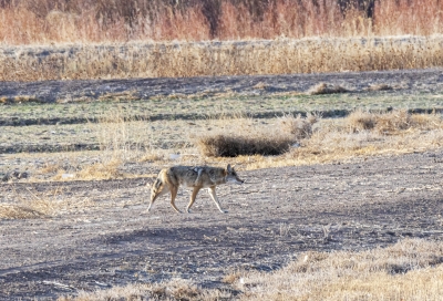 Coyote Bosque NM Dec 2020